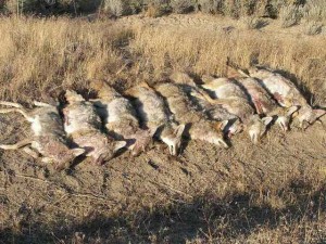 Coyote Calling Contest Triple Crown