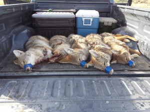 Utah Youth Coyote Hunt