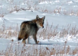 When to Shoot? Coyote Hunting Tips