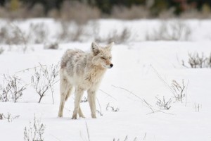 Hunting Coyotes in the Wind